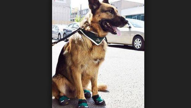 Perros policiales estrenan moderno calzado para protegerse de los vidrios y el calor