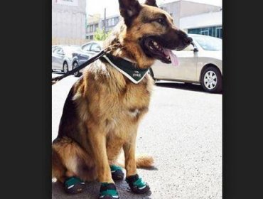 Perros policiales estrenan moderno calzado para protegerse de los vidrios y el calor