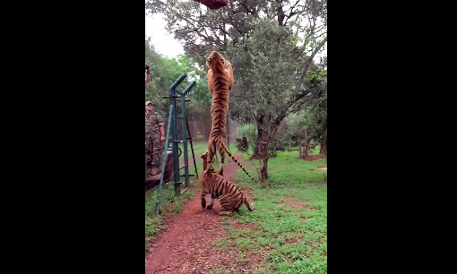 Slow motion: Mira el impresionante salto de un tigre para comer