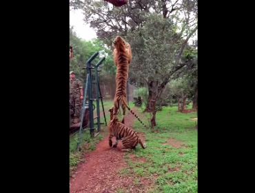 Slow motion: Mira el impresionante salto de un tigre para comer