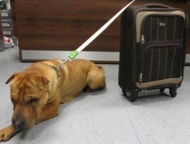 Crueldad: Abandonan a perro con maleta en una estación de Escocia