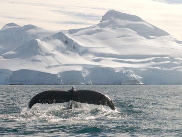 Japón enviará flota a la Antártida para realizar censos de ballenas