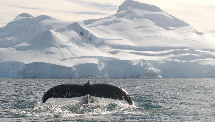 Japón enviará flota a la Antártida para realizar censos de ballenas