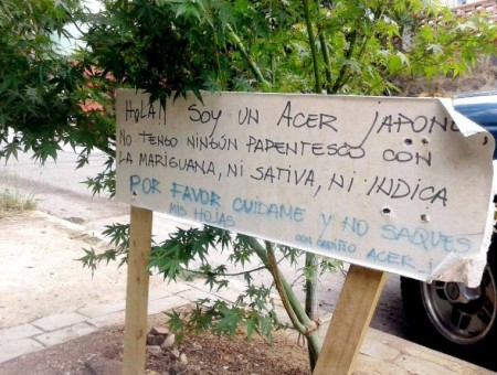 El curioso cartel que puso una dueña de árbol que parece planta de marihuana para que dejen de robarse las hojas