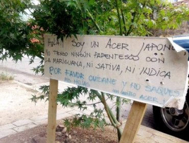 El curioso cartel que puso una dueña de árbol que parece planta de marihuana para que dejen de robarse las hojas