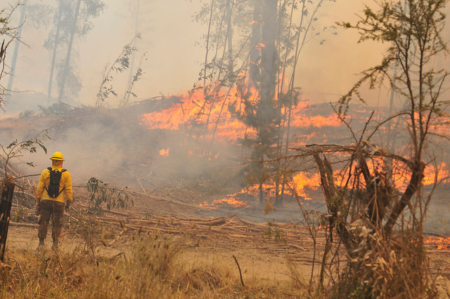 Alerta Roja en Valparaíso por incendio forestal en Lago Peñuelas