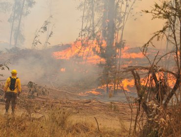 Alerta Roja en Valparaíso por incendio forestal en Lago Peñuelas