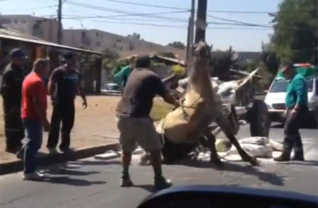 Video: Captan imágenes de brutal maltrato hacia un caballo en Conchalí