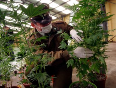 Detienen a una mujer y un menor de edad que mantenía cerca de 100 plantas de marihuana