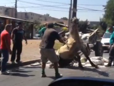 Video: Captan imágenes de brutal maltrato hacia un caballo en Conchalí