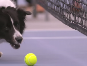 Impresionante: Los “pasapelotas” del Tenis ahora son perros