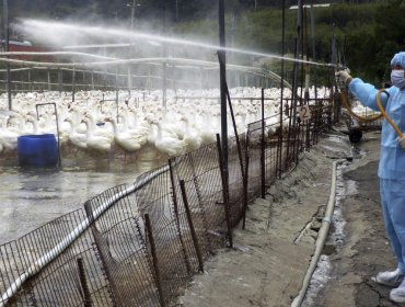 Nuevos brotes de gripe aviar en Taiwán elevan la alerta en la isla