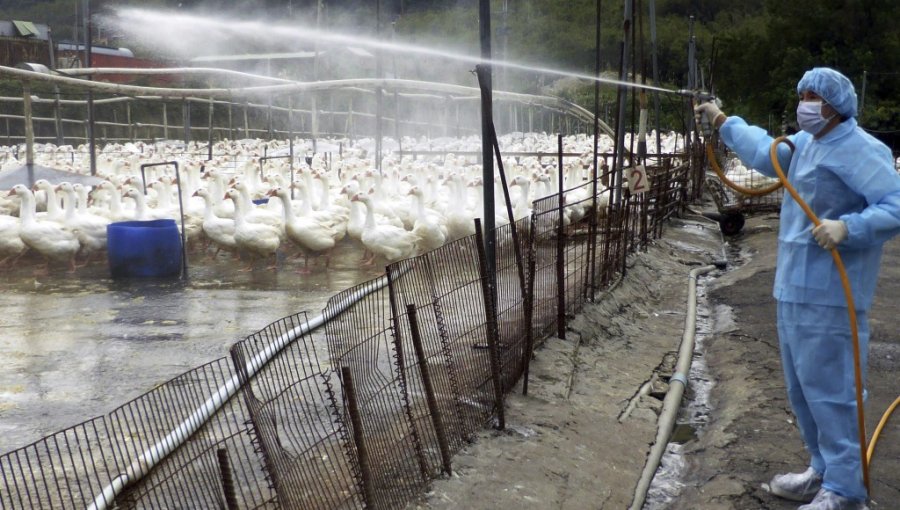 Nuevos brotes de gripe aviar en Taiwán elevan la alerta en la isla