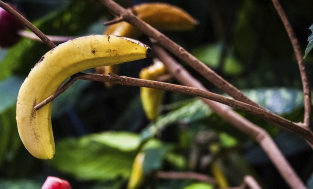 5 usos increíbles del plátano en el hogar