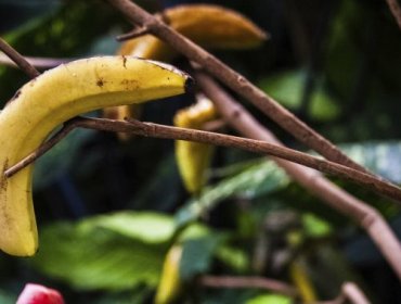 5 usos increíbles del plátano en el hogar