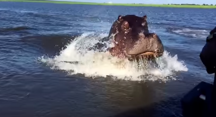 Hipopótamo sorprende con increíble velocidad para atacar a lancha