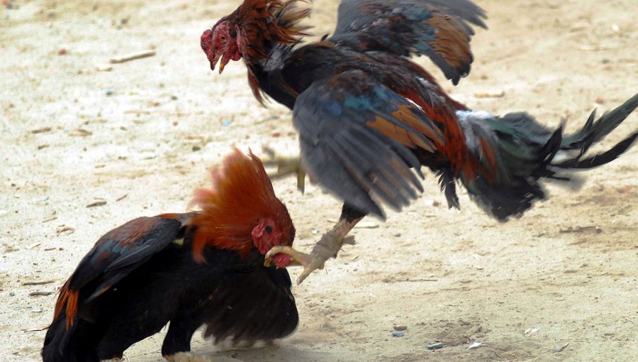 España castigará con cárcel la zoofilia y las peleas de gallos y perros