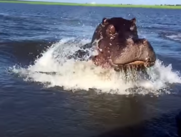 Hipopótamo sorprende con increíble velocidad para atacar a lancha