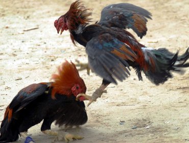 España castigará con cárcel la zoofilia y las peleas de gallos y perros