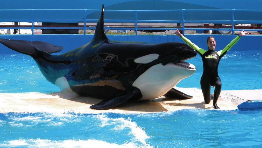 Piden frente al Acuario de Miami la liberación de la orca Lolita