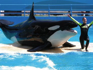 Piden frente al Acuario de Miami la liberación de la orca Lolita