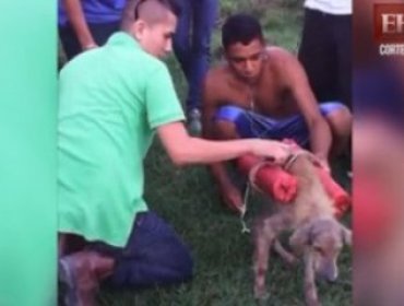 Indignante maltrato animal: Jóvenes hacen explotar a un perro callejero