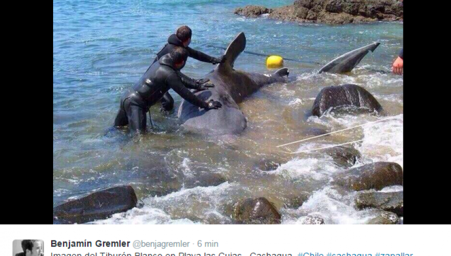 Gran Tiburón Nodriza es captado en playa de Cachagua