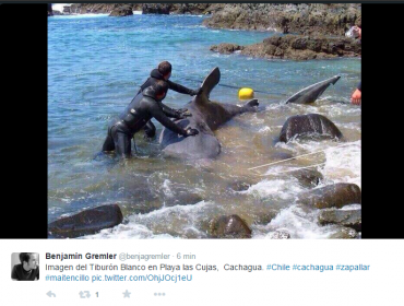 Gran Tiburón Nodriza es captado en playa de Cachagua