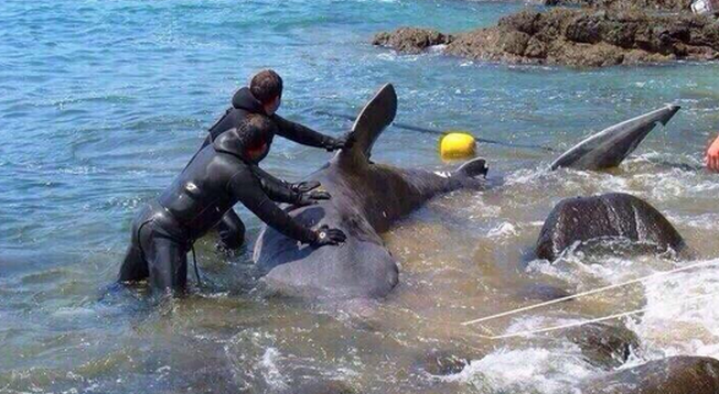 Asombro total en la web por foto falsa de supuesto tiburón de Cachagua