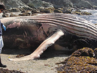 Foto: Gigante ballena sorprende al quedar varada en Chiloé