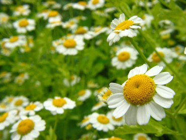 Plantas y hierbas para combatir el estrés y la depresión