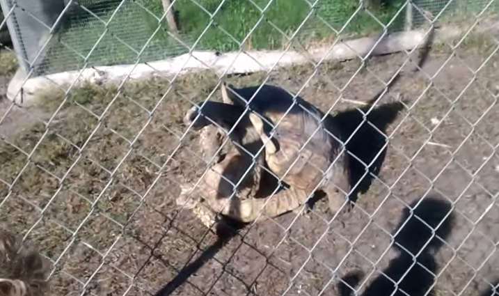 Mira cómo reacciona esta niña al ver a dos tortugas apareándose