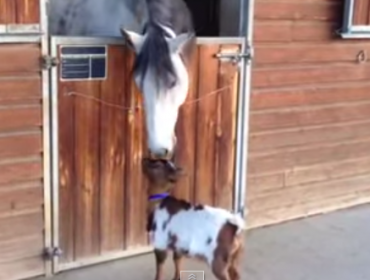 Video: La adorable amistad entre un bebé cabra y un caballo blanco