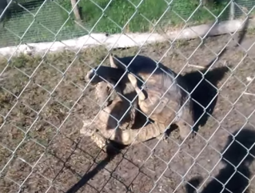 Mira cómo reacciona esta niña al ver a dos tortugas apareándose