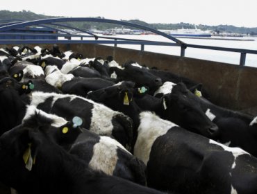 Llegaron a China las más de 7.000 vacas procedentes de Chile