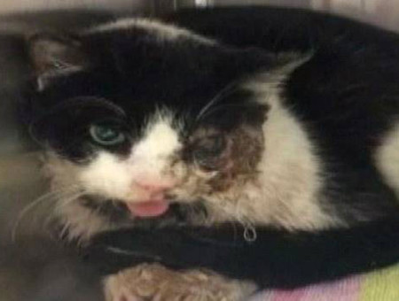 Insólito: Un gato fallecido volvió a la vida inexplicablemente cinco días después