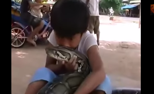 Video: Niño vive y duerme con serpiente pitón gigante