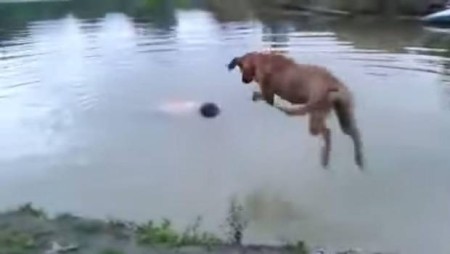 Adorable: Un perro arriesga su vida para salvar a su dueño que fingía ahogarse