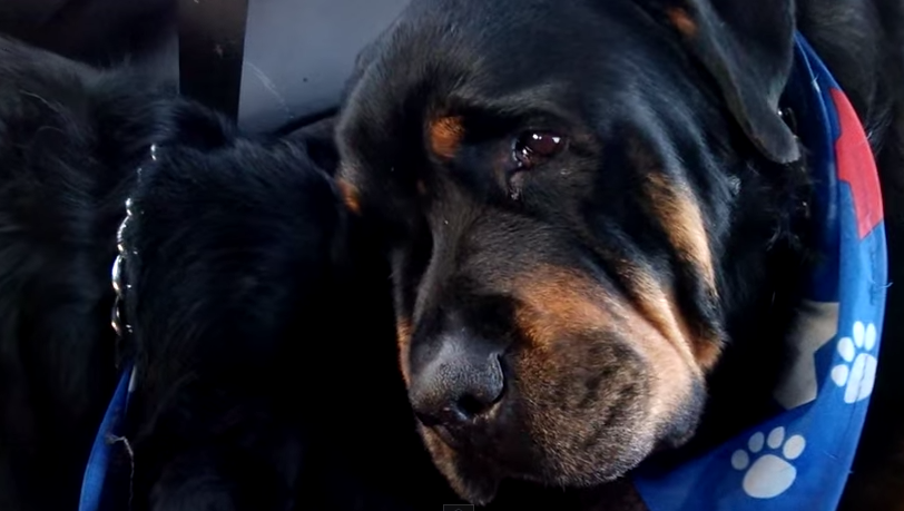 El conmovedor llanto de perro Rottweiler tras la muerte de su hermano