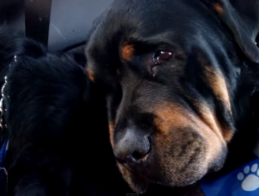 El conmovedor llanto de perro Rottweiler tras la muerte de su hermano