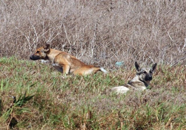 Polémica Ley de Caza: Revisa qué tipos de perros son considerados dañinos