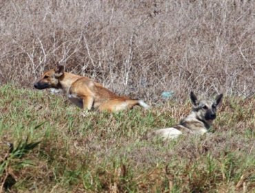 Polémica Ley de Caza: Revisa qué tipos de perros son considerados dañinos