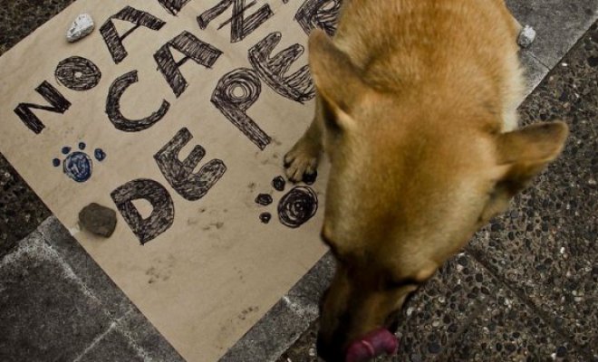 Campaña contra la caza de perros salvajes en Chile se toma redes sociales