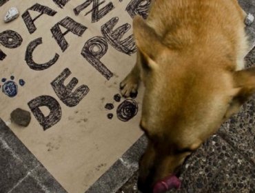 Campaña contra la caza de perros salvajes en Chile se toma redes sociales