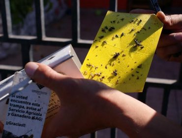 Iquique: El SAG detectó ejemplares de la mosca de la fruta