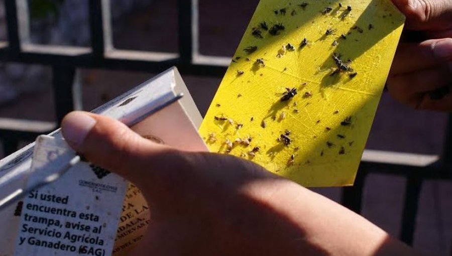 Iquique: El SAG detectó ejemplares de la mosca de la fruta