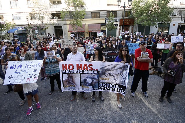 Organizaciones animalistas interpondrán recurso contra ley de caza