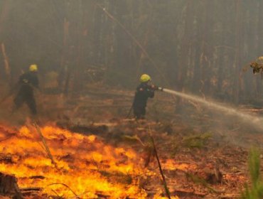 Bomberos continúan trabajando para controlar incendio en Arauco