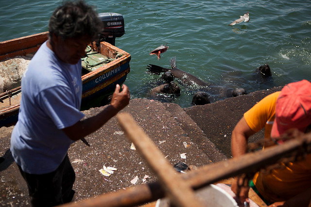 A partir de este lunes, los pescadores no podrán trabajar sin su seguro obligatorio