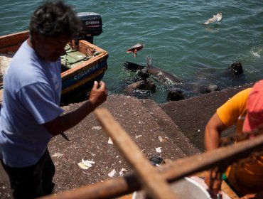 A partir de este lunes, los pescadores no podrán trabajar sin su seguro obligatorio